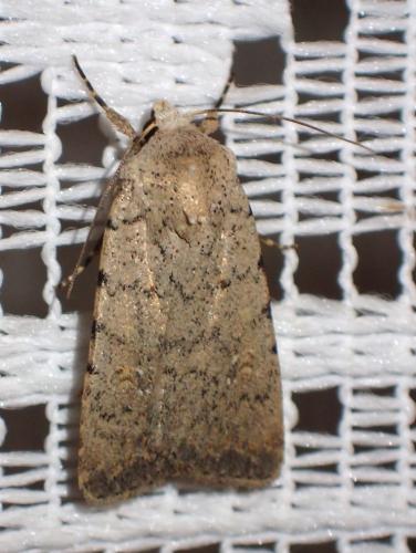 Réf. 197 542 : Caradrina clavipalpis